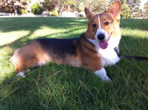 Pembroke Welsh Corgi