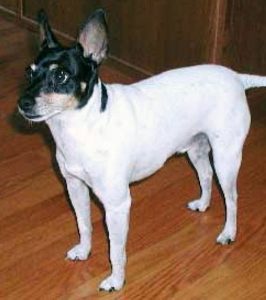 Toy Fox Terrier