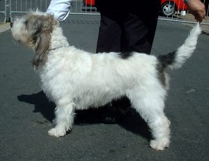 Grand Basset Griffon Vendeen