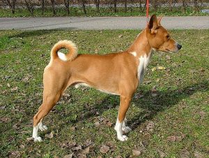 Basenji