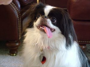 Japanese Chin