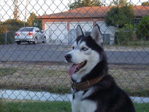 Siberian Husky