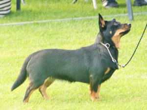 Lancashire Heeler