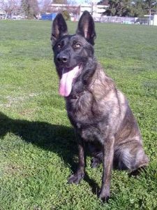 Dutch Shepherd Austin