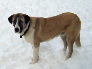 Alentejo Mastiff