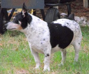 Teddy Roosevelt Terrier