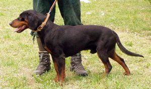 Black Forest Hound