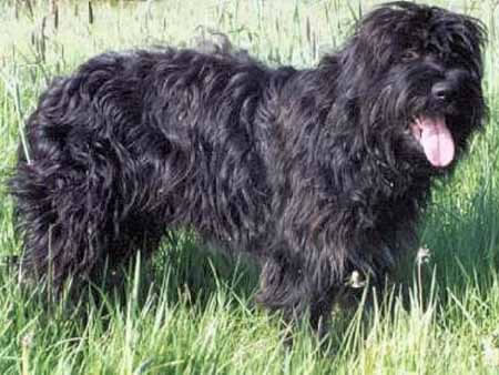 Portuguese Sheepdog