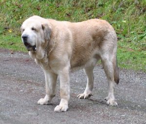 Spanish Mastiff