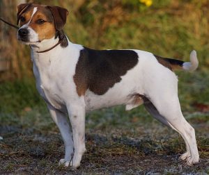 Danish Swedish Farmdog