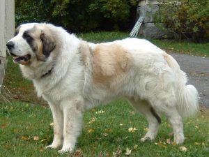 Pyrenean Mastiff