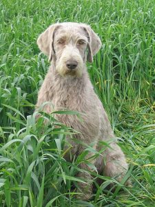 Slovakian Wirehaired Pointer