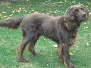 German Longhaired Pointer