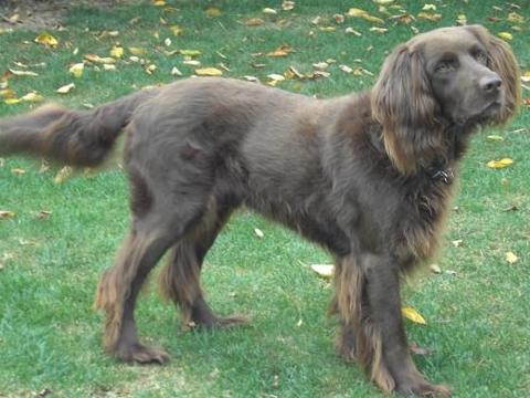 German Longhaired Pointer Hays county