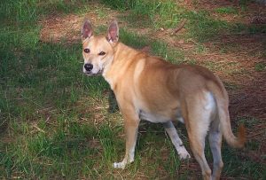 Carolina Dog