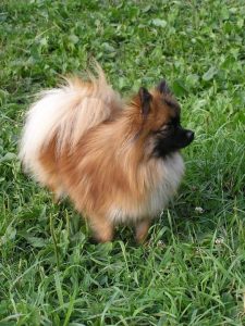 German Spitz