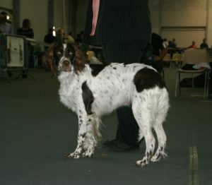 French Spaniel