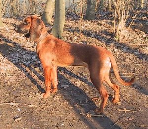 Bavarian Mountain Scent Hound