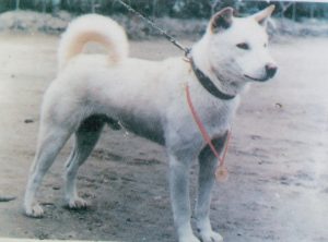 Jindo