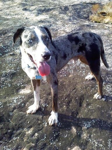 Catahoula Leopard Dog