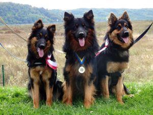 Bohemian Shepherd