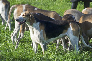 French Tricoloured Hound