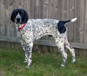 Auvergne Pointer