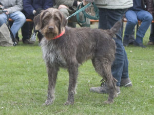 German Rough Haired Pointer