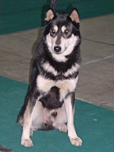 East Siberian Laika