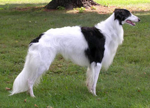 Silken Windhound