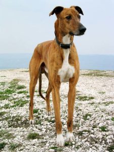 Hungarian Greyhound