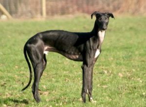 Spanish Greyhound