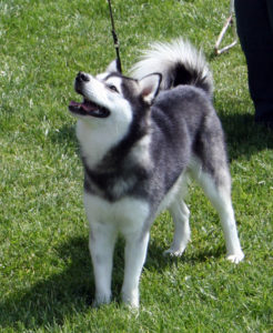 Alaskan Klee Kai