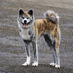 Japanese Akita