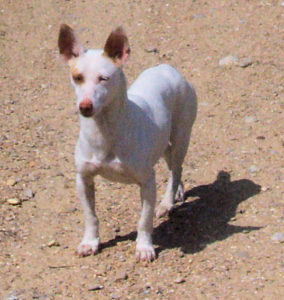 Podenco Maneto