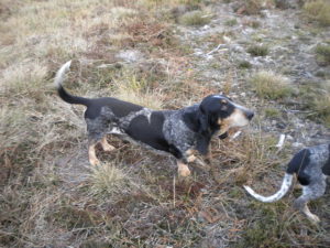 Basset Bleu de Gascogne