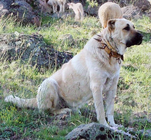 Kangal Dog