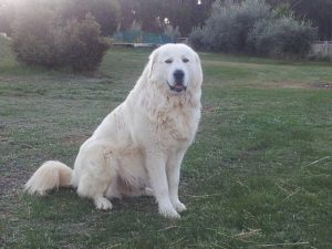 Maremma Sheepdog