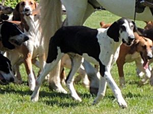 Chien Francais Blanc et Noir