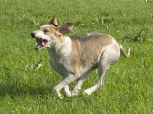 Great Anglo-Francais White and Orange Hound