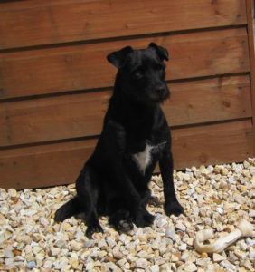 Patterdale Terrier