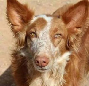 Podenco Valenciano