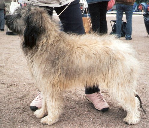 Catalonian Sheepdog