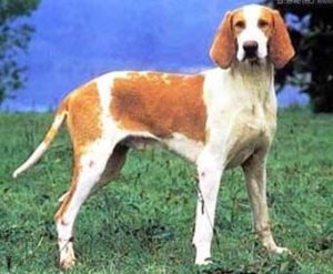 French White and Orange Hound