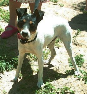 Ratonero Bodeguero Andaluz