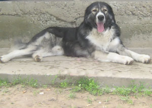 Romanian Carpathian Shepherd Dog