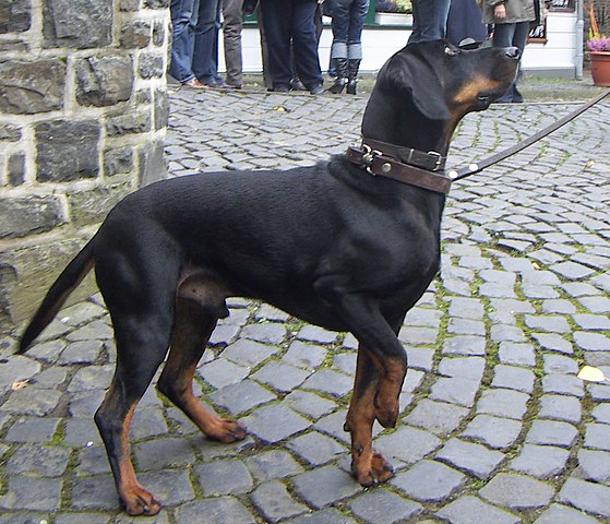 Austrian Black and Tan Hound