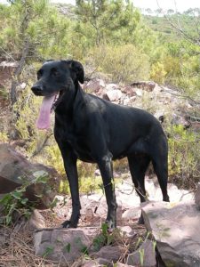 Majorca Shepherd Dog