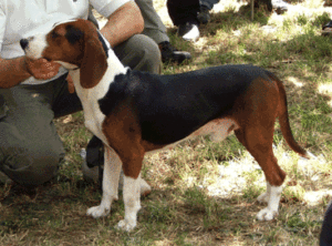 Serbian Tricolor Hound