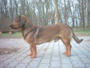 Alpine Dachsbracke